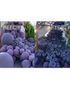 Kalisan Instant Balloon Shine Spray för Latexballonger 570 ml
