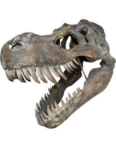Tyrannosaurus Rex Skeletthuvud - 51 cm Figur med Väggfäste