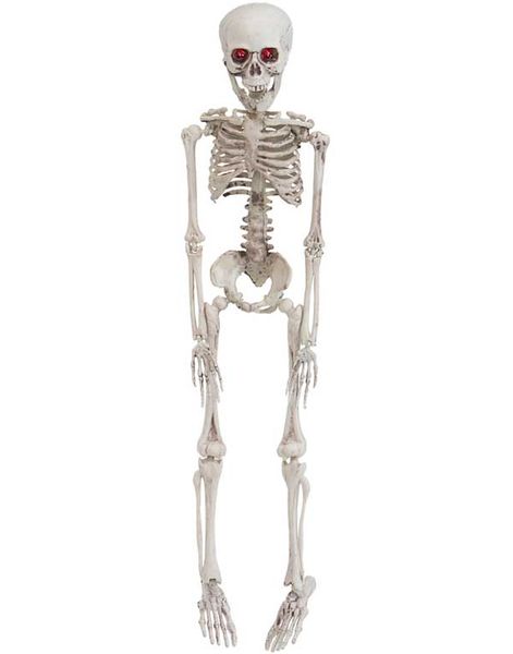 Rangligt Skelett - 50 cm
