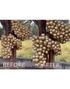 Kalisan Instant Balloon Shine Spray för Latexballonger 570 ml