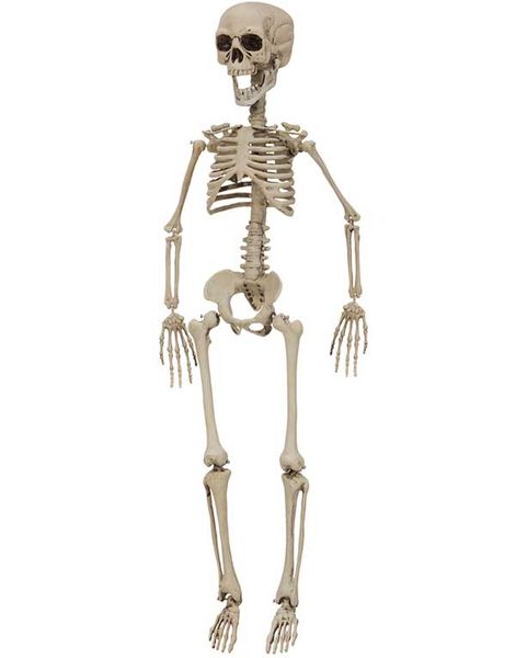 Skelett - 75 cm