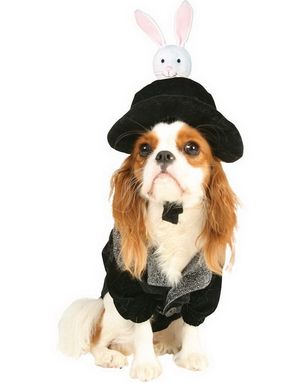 Hat Trick Hundkostym