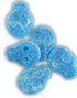 2 kg Candycrave Vegan Fizzy Blue Skulls - Stor Påse med Sur Blå Vingummiskallar