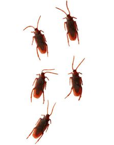 20 stk Kakerlakker til Dekorasjon