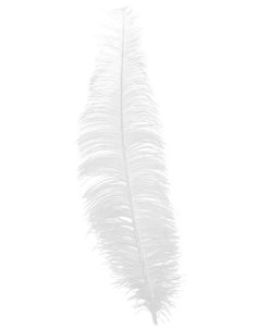 12 Stk.Store Hvite Strutsefjær - 40 cm