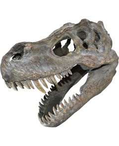 Tyrannosaurus Rex Skeletthuvud - 39 cm Figur med Väggfäste