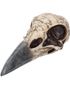 Edgar's Raven Skull - Ravn-Hodeskalle Figur 21 cm