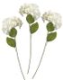 Hortensia bukett - 3 stk